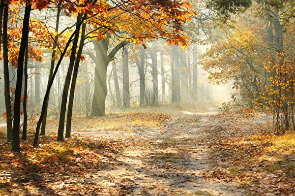 Картинки Листва тумане Осень Природа Деревья сезон года 600x398 лист Листья Туман тумана осенние дерево дерева деревьев Времена года
