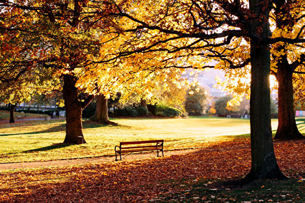 Картинка Листва осенние Природа парк Скамейка деревьев сезон года 600x399 лист Листья Осень Парки Скамья дерево дерева Деревья Времена года