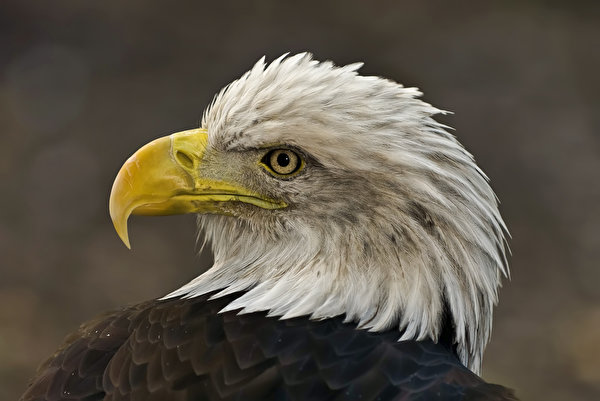 Фотографии орел птица Клюв Голова Животные 600x401 Орлы Птицы головы животное