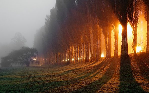 Фото Туман Природа Рассветы и закаты траве дерево 600x375 тумане тумана рассвет и закат Трава дерева Деревья деревьев