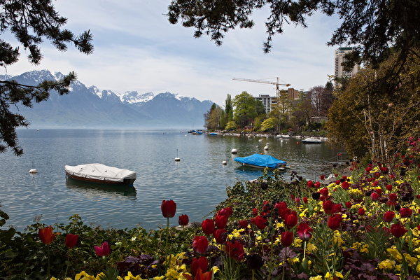 Фото Швейцария Montreux Горы тюльпан Природа Озеро 600x400 гора Тюльпаны