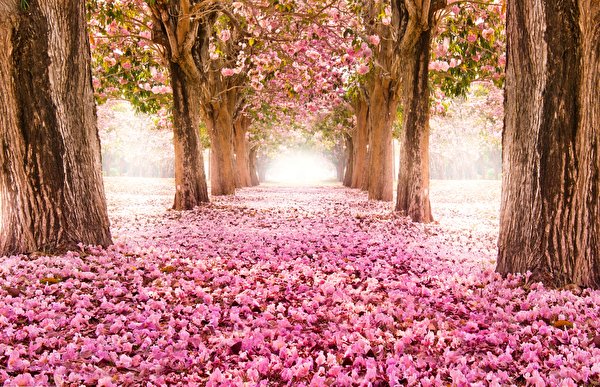 Фотографии Сакура аллеи Природа цветок Много Деревья Цветущие деревья 600x387 сакуры Аллея Цветы дерево дерева деревьев