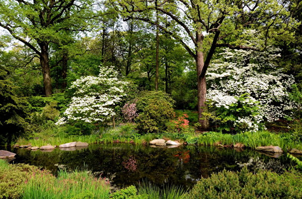 Картинки Нью-Йорк америка Belmont Природа Сады Пруд 600x397 США штаты