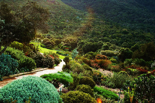 Картинки ЮАР Африка Kirstenbosch National Botanical Природа Сады 600x398 Южно-Африканская Республика