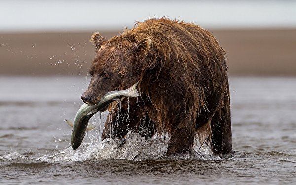 фоторамка медведь на рыбалке