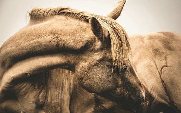 Фотографии Лошади вблизи животное 600x375 лошадь Животные Крупным планом