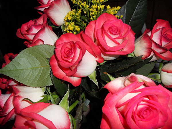 Фото Розы розовые Цветы 600x450 роза розовая Розовый розовых цветок