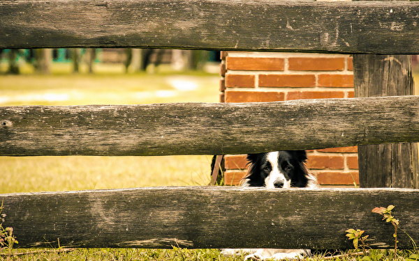 Фотографии Бордер-колли Собаки Забор животное 600x375 собака ограда забора забором Животные