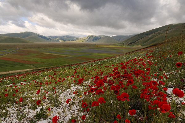 Фото красные маки в горах