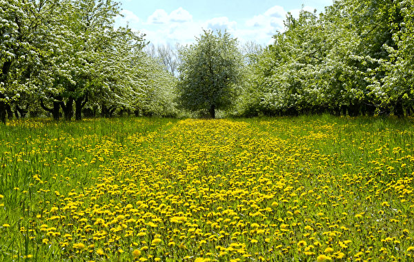 Фотография Весна Природа Одуванчики траве Цветущие деревья сезон года 600x380 весенние Трава Времена года