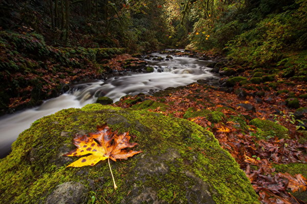 Картинка Листья осенние Природа лес Мох речка Камень 600x400 лист Листва Осень Леса мха Реки река мхом Камни