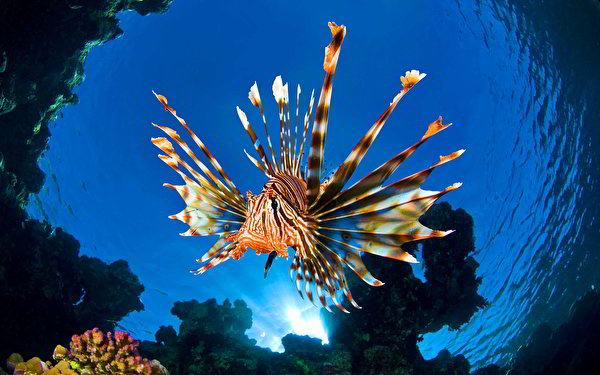 Фотография крылатка Рыбы Подводный мир Вода Животные 600x375 Крылатки воде животное