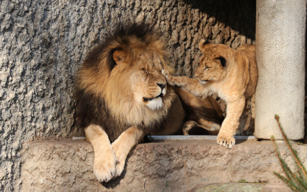 Фотография Львы Большие кошки 2 животное 600x375 лев два две Двое вдвоем Животные