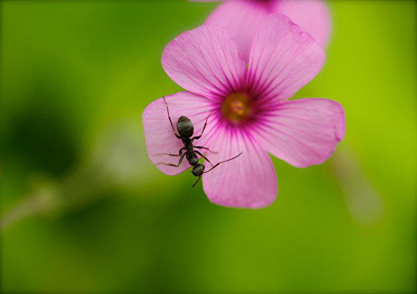 Фото Муравьи насекомое цветок вблизи Животные 600x423 Насекомые Цветы животное Крупным планом