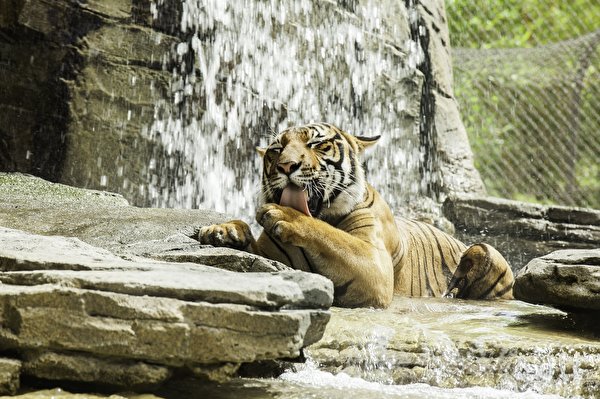 Картинка Тигры Камни животное 600x399 тигр Камень Животные
