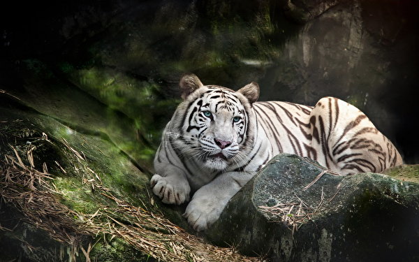 Обои для рабочего стола тигр белые животное 600x375 Тигры белая Белый белых Животные