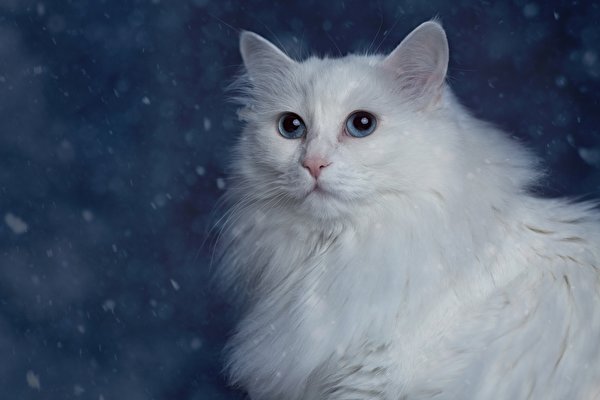 Картинка коты Белый животное 600x400 кот Кошки кошка белая белые белых Животные