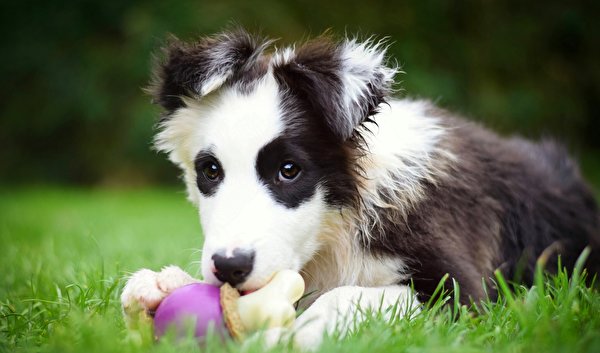 Фото щенков Бордер-колли Собаки Трава животное 600x353 щенки Щенок щенка собака траве Животные