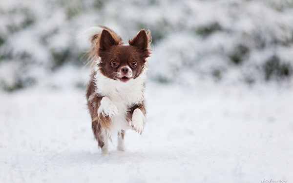 Картинки Чихуахуа собака Бег Снег Животные 600x375 Собаки бежит бегущая бегущий снега снегу снеге животное