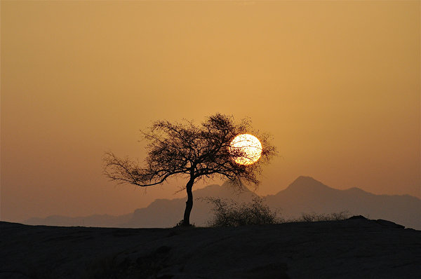 Картинки солнца Природа Рассветы и закаты Деревья 600x398 Солнце рассвет и закат дерево дерева деревьев