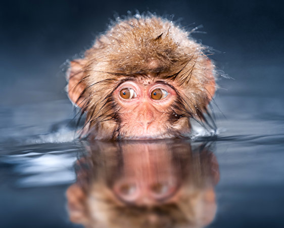 Картинки обезьяна Глаза воде Животные 562x450 Обезьяны Вода животное