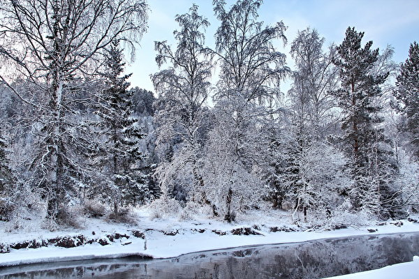 Фотография Зима Природа Снег дерева 600x400 зимние снега снегу снеге дерево Деревья деревьев