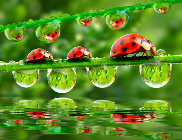 природа макро роса вода капли божья коровка nature macro Rosa water drops God ladybug без смс