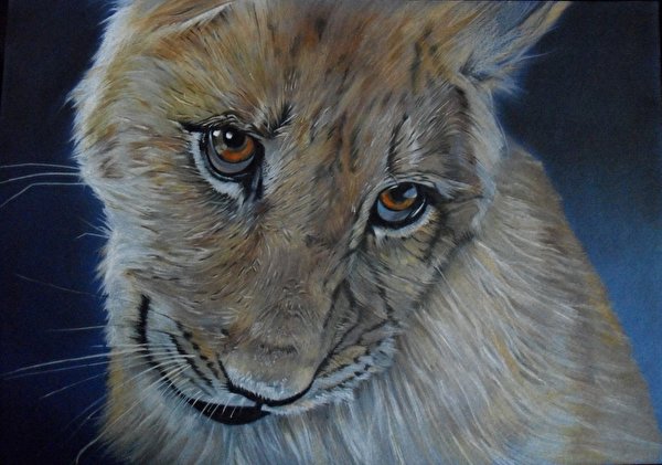 Фото лев Большие кошки Глаза Детеныши Усы Вибриссы Морда смотрит Животные Рисованные 600x421 Львы морды Взгляд смотрят животное