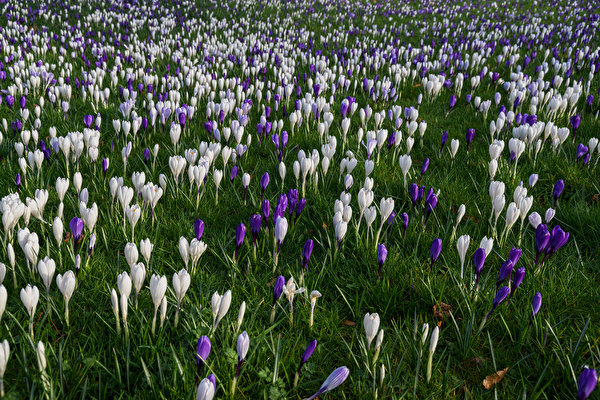 Фотография Весна Цветы Крокусы Много 600x400 весенние Шафран цветок