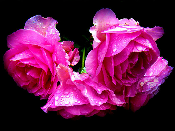 Картинка розовые цветы на черном фоне