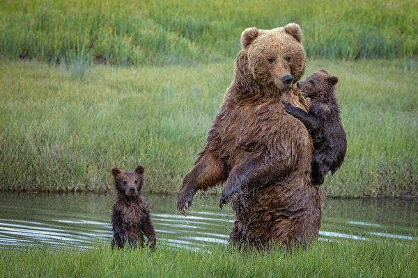 Фото мокрых животных