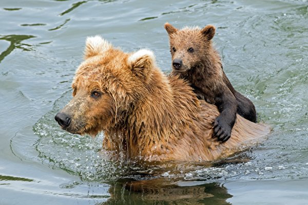 Фото мокрых животных