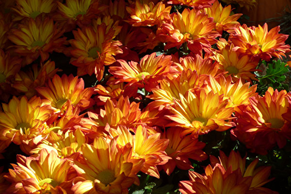 Фотография цветок Хризантемы Много Крупным планом 600x400 Цветы вблизи