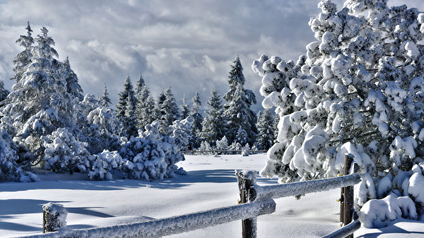 Фотографии Ель Зима Природа Снег ограда 600x337 ели зимние Забор снега снегу снеге забора забором