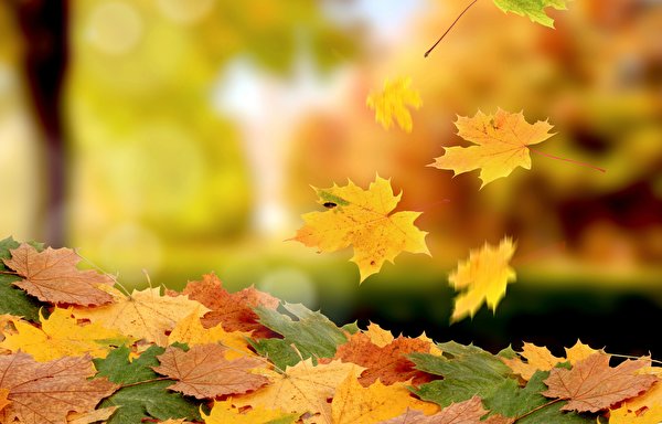 Фотография Листва клёна Осень Природа 600x384 лист Листья Клён клёновый осенние