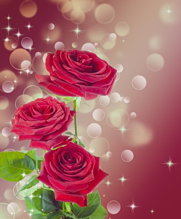 Фотографии Розы Цветы Шаблон поздравительной открытки Цветной фон 372x450 для мобильного телефона роза цветок