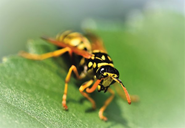 Фотографии Оса Насекомые боке животное Крупным планом 600x414 осы насекомое Размытый фон вблизи Животные
