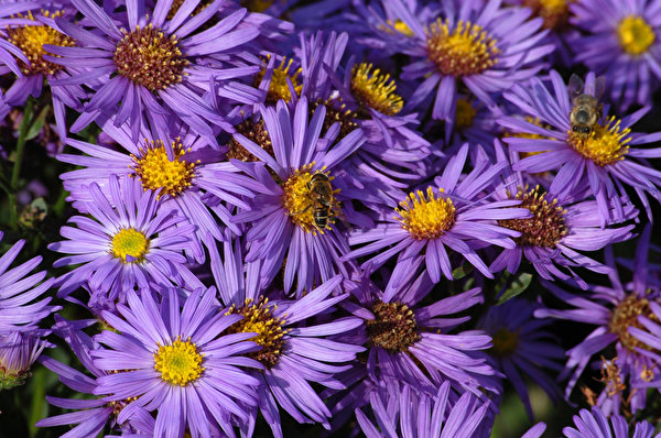 Обои для рабочего стола Пчелы фиолетовых Астры Цветы Много 600x398 фиолетовая фиолетовые Фиолетовый цветок
