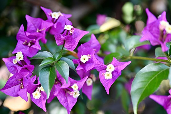 Фотографии Листья Фиолетовый цветок Бугенвиллия вблизи 600x399 лист Листва фиолетовая фиолетовые фиолетовых Цветы бугенвиллея Крупным планом