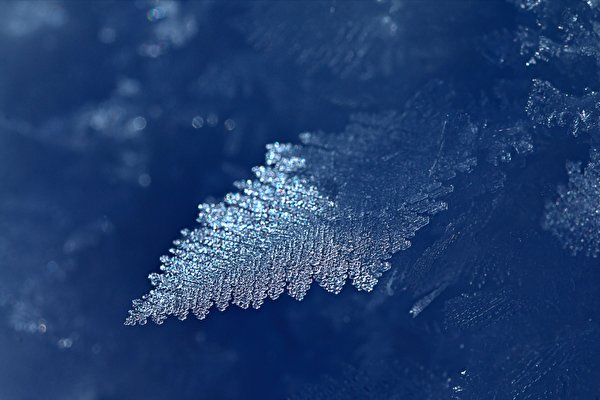 Фото Листья Иней Лед Природа Крупным планом 600x400 лист Листва льда вблизи