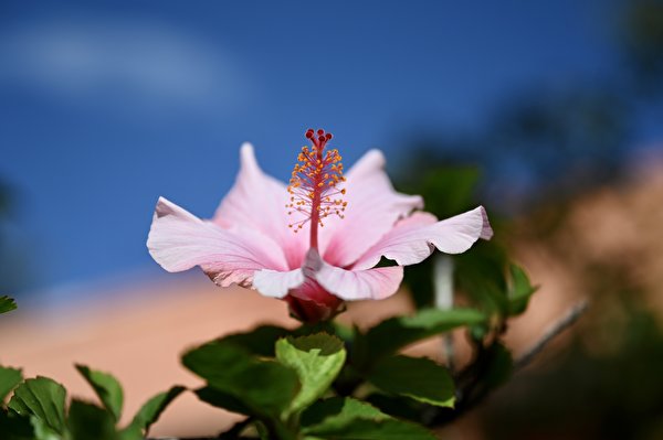 Фотография боке розовая Цветы Гибискусы вблизи 600x399 Размытый фон Розовый розовые розовых цветок Крупным планом