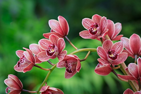 Обои для рабочего стола Размытый фон Орхидеи Цветы 600x401 боке орхидея цветок