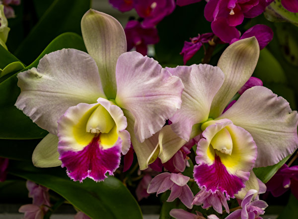 Обои для рабочего стола орхидея Цветы Крупным планом 600x441 Орхидеи цветок вблизи