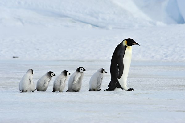 Фотографии Семья Пингвины Детеныши Мама Emperor Penguins Животные 600x399 Мать животное