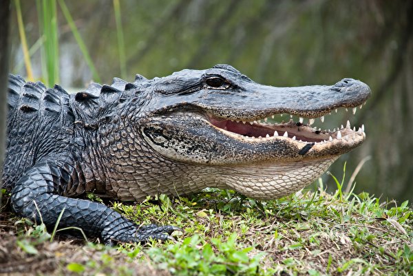 Картинки крокодил Зубы головы животное 600x401 Крокодилы Голова Животные