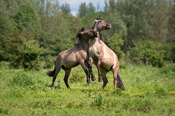 Картинка лошадь Konik horses Играет Двое Трава животное 600x400 Лошади играют 2 два две вдвоем траве Животные