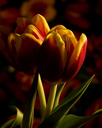 Фотографии вдвоем Тюльпаны Цветы Крупным планом 360x450 для мобильного телефона 2 два две Двое тюльпан цветок вблизи