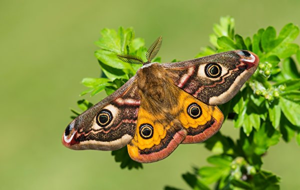 Фото Бабочки Small emperor moth вблизи Животные 600x379 бабочка животное Крупным планом