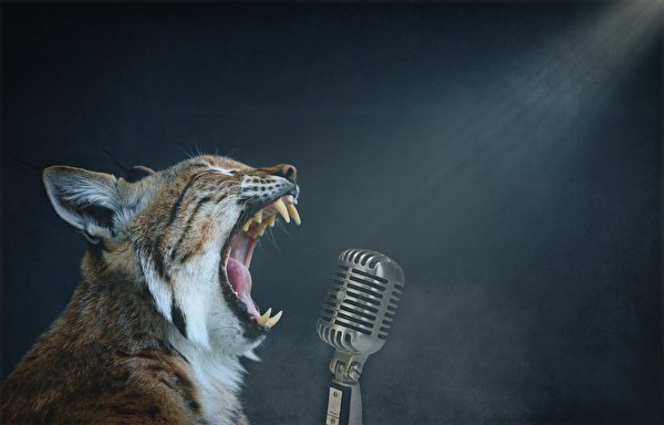 Фото Рыси Клыки Микрофон злой животное 600x384 рысь микрофоны микрофоном рычит Оскал злость Животные