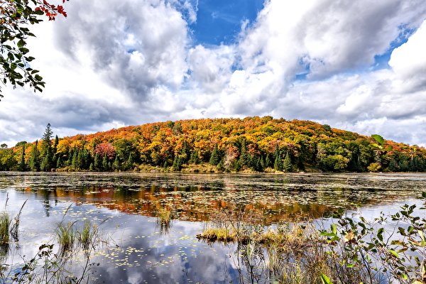 Фотография Канада Ontario Осень Природа лес Озеро 600x400 осенние Леса